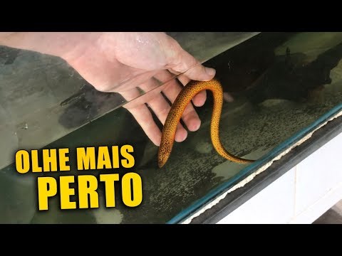 download lagu mp3 mp4 Peixe Cobra, download lagu Peixe Cobra gratis, unduh video klip Peixe Cobra