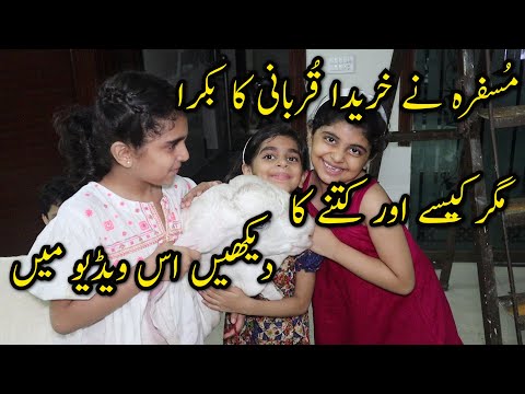 Musfira bought qurbani for bakra e Eid.