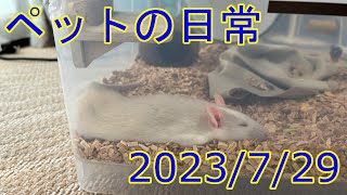 ペットの日常 20230729