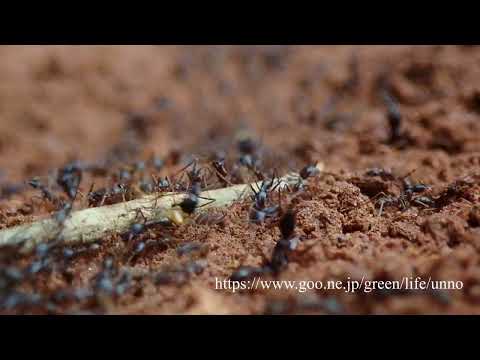 サスライアリ　Safari Ants