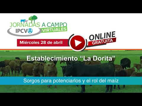 28 de abril: nueva jornada ganadera virtual del IPCVA en Coronel Dorrego, Provincia de Buenos Aires