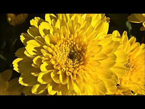 Giacomo Puccini "I Crisantemi" Budapest Strings