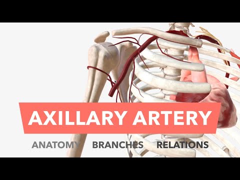 Axillary Artery - Anatomy, Branches & Relations