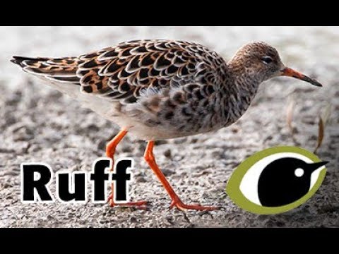 BTO Bird ID - Ruff