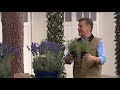 Roberta's 6-Piece American Bred Phenomenal Lavender on QVC