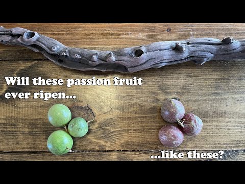 Will Passion Fruit ripen off the vine? Kind of…