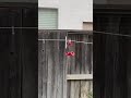 Rare Footage Of Humming Bird Showering