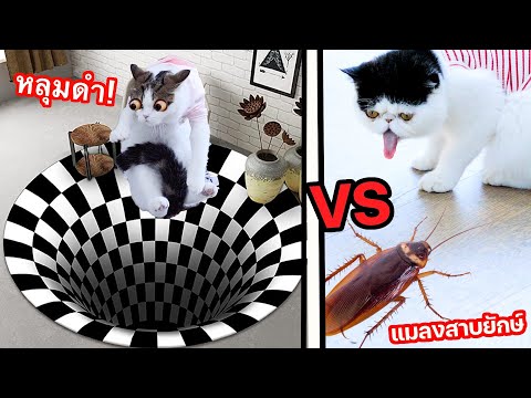 แกล้งแมวด้วย Black Hole กับแมลงสาบยักษ์ กลัวจนสะดุ้ง!?