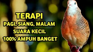 Download lagu Perkutut Betina Memanggil Jantan Suara PALING BERHASIL Memancing Perkutut Jantan Langsung Manggung mp3