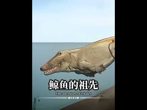 1919年7月，人类捕到了一头27吨重的座头鲸，当鲸鱼的身体被翻过来时，所有人都倒吸了一口凉气。这头鲸鱼竟然长着两条腿！不是鳍，也不是鳍状肢，而是货真价实的腿！#考古 #鲸鱼 #远古生物 #科普