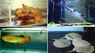 Exotik Fish stock update at Fish Aquarium Hobby Monster Fish stock