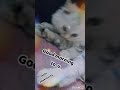Cat Cute Funny WhatsApp Status For Catto Lovers