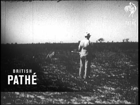 ライオン対人間、別名ライオンは人間を襲う（1955年） (Lion V Man Aka Lion Attacks Man (1955))