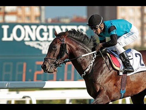 Tay Deneme Koşusu (Grup - 2) 27/08/2017