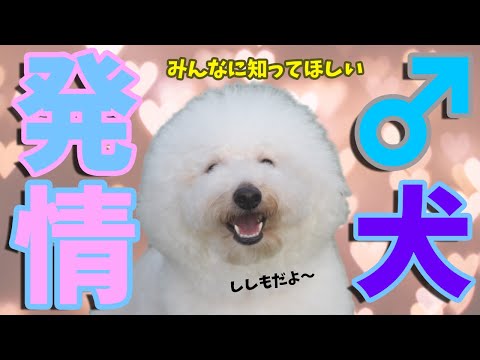 発情期の犬:症状と期間