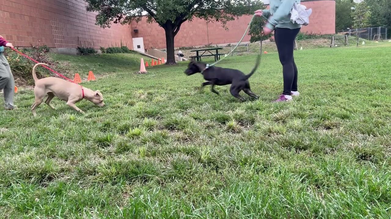 Astrid's Leash Test