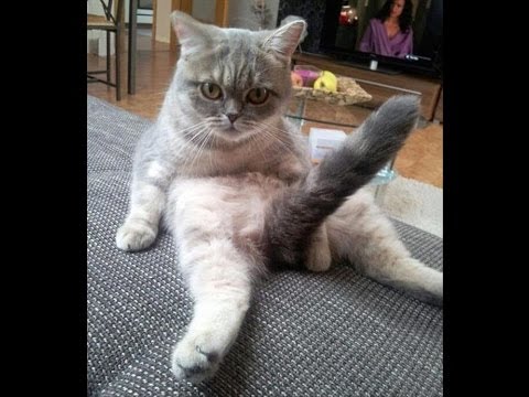 Funny Cats Compilation 2014 NEW!!