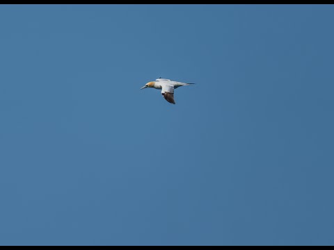 Northern Gannet hunt and dive at 100km/h, Fou de Bassan chasse et plonge a 100km/h