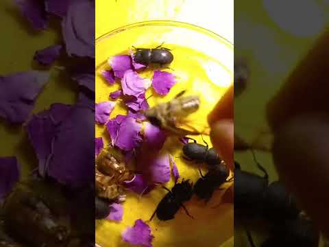 Summer Beetles, Dorcus, Anoxia, Amphimallon, Want to Fly. Kyiv, Ukraine. 19.06.2022.