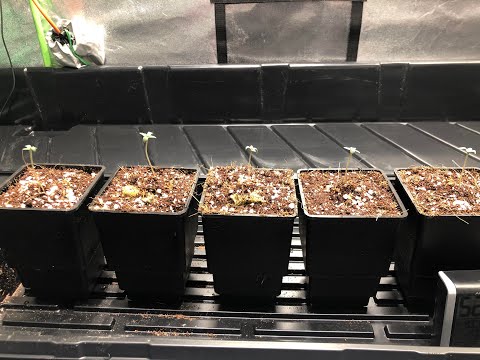 How to germinate seeds and LEDs glow when turned off! Week 1 on Season 3 Royal Gorilla