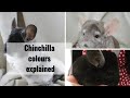 Chinchilla colours explained