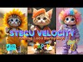 VELOCITY STECU VERSI KUCING LUCU TERBARU