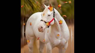 Tu Mal Amor Grupo Laberinto.