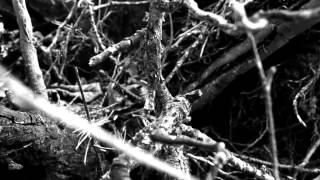 Susanna 'Wild Horse Wild Dog'