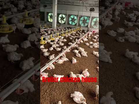 Broiler chicken house|ec poultry farm|poultry farm business#shorts#farming#karanpoultryfarm#viral