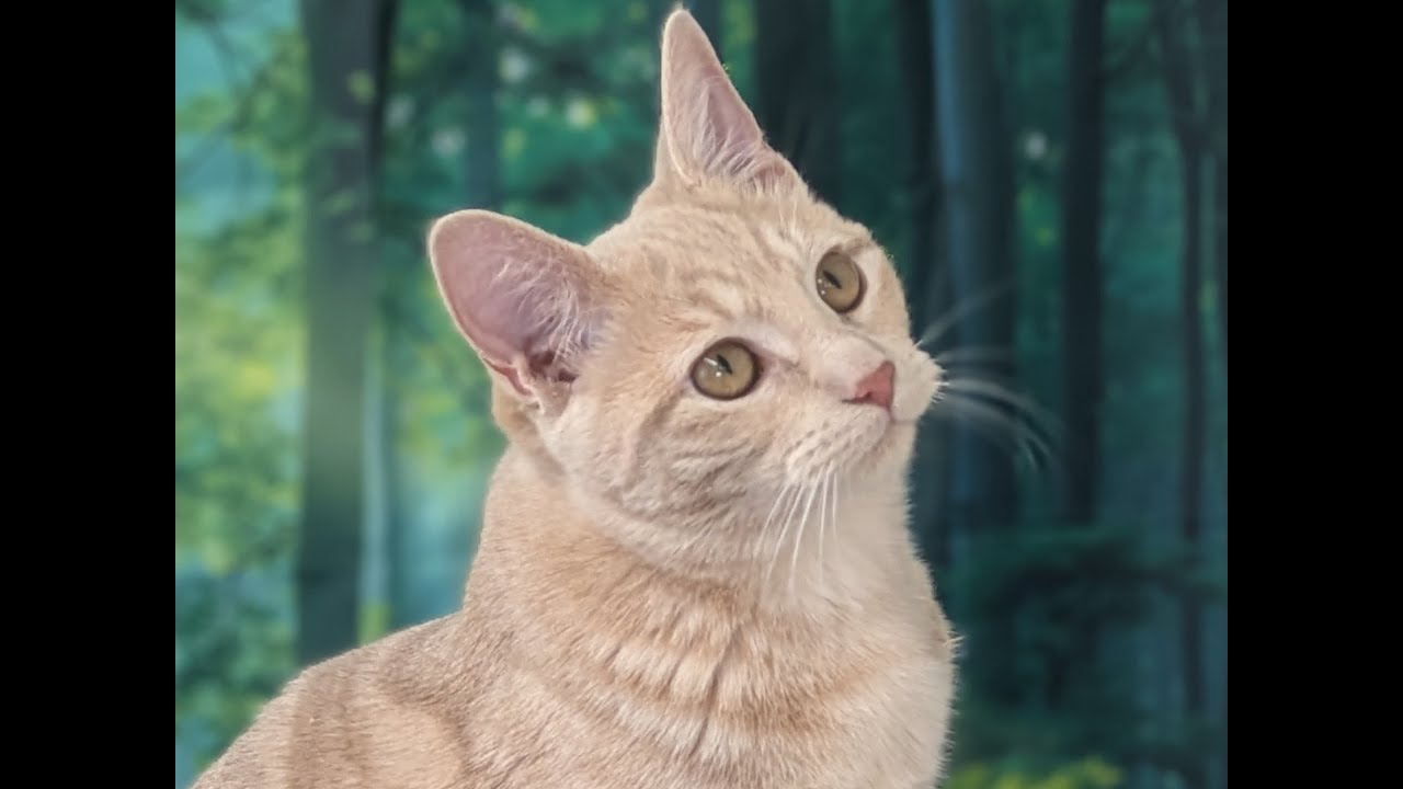 Enlarge Ghirardelli, an adopted mixed breed in North Bend, WA video 6/6