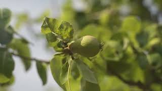 Quinta da Póvoa - Produção Agroflorestal Sustentável