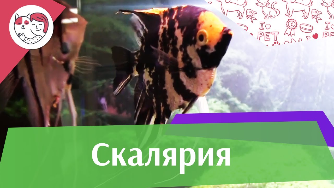 Скалярия АкваЛого на ilikePet