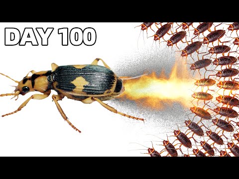 100 Cockroaches vs Bombardier Beetle