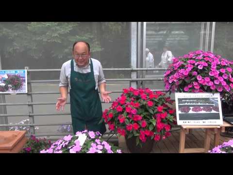 園芸 オウムのくちばし、ザンジバル インパチェンス、ニアムニアム