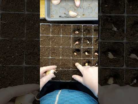 Vårplantera vitlök.