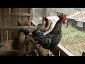 Shamba Shape Up Sn 11 - Ep 11: Kienyeji Chicken (English)