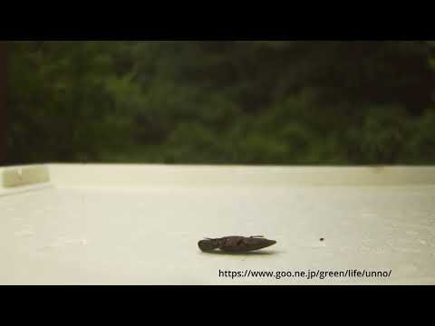 コメツキムシのジャンプ