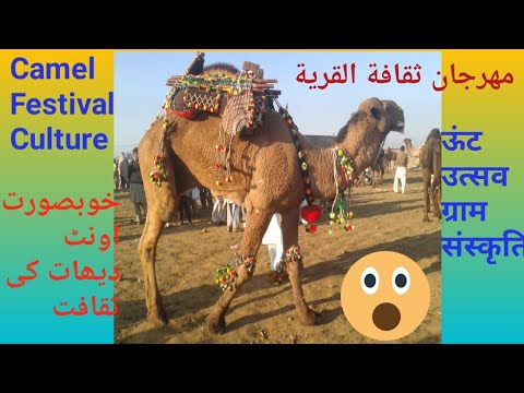 Camel Festival Beautiful Village Culture in Kalyam Shreef Pakistan