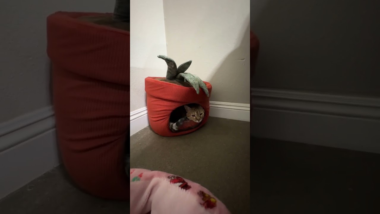 Gracie, a Adoptable American Shorthair in Ramona, CA video 4/4