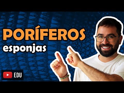 Porifera (Sponges) - Class 08 - Module VI: Zoology | Prof. Guilherme