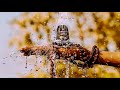 Lord Shiva Whatsapp Status Telugu Telugu Lordshiva Lordshivawhatsappstatus Omnamoshivay
