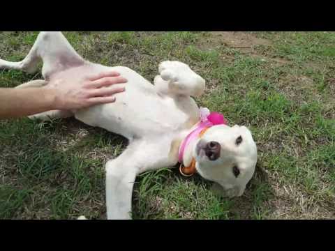 Prentiss, an adopted Labrador Retriever in Lytle, TX_image-1