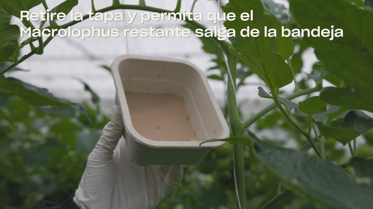 Video preview poster