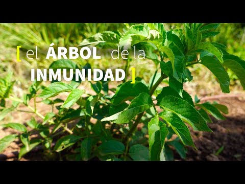 Conoce el SAUCO🌿[BENEFICIOS y USOS]
