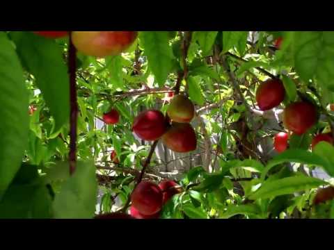 SK media report at backyard the fruit season at keysborough Victoria Australia