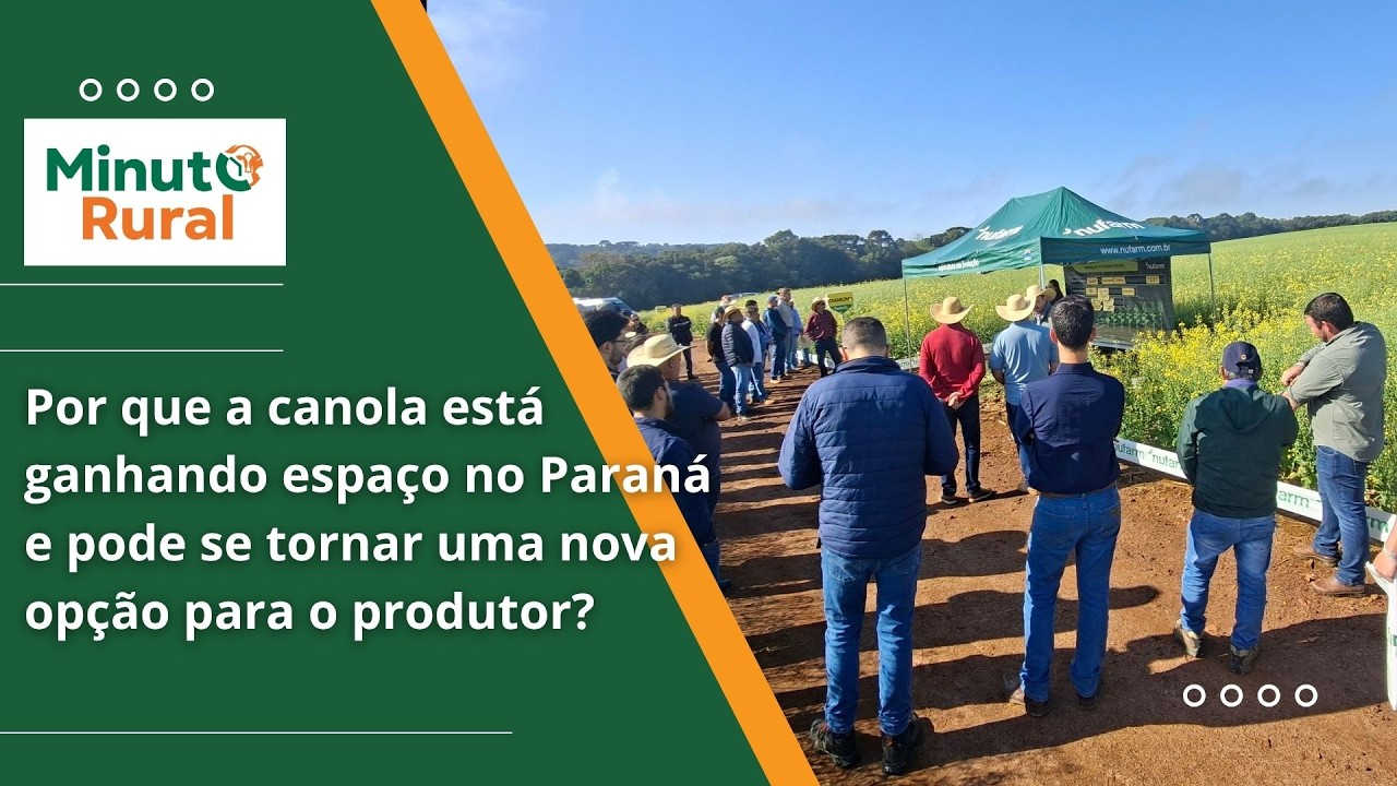 Por que a canola está ganhando espaço no Paraná e pode se tornar uma nova opção para o produtor?