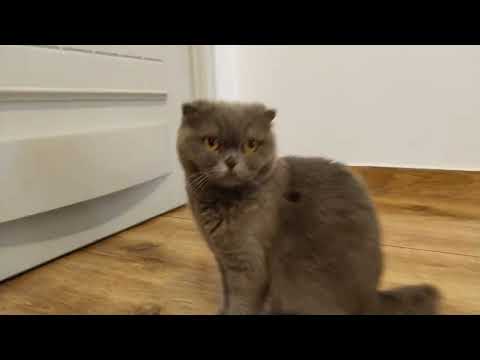 how does charmi stare at the camera