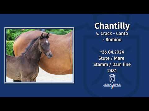 Holsteiner Fohlenmonat | Fohlen v. Crack Canto Romino