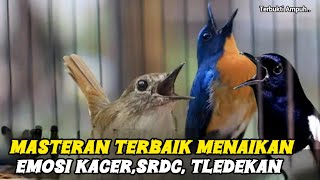 Download lagu Tledekan gunung Gacor || Pancingan Ampuh KACER, SRDC,TLEDEKAN LANGSUNG EMOSI DENGAR INI mp3 Download lagu Tledekan gunung Gacor || Pancingan Ampuh KACER, SRDC,TLEDEKAN LANGSUNG EMOSI DENGAR INI mp3