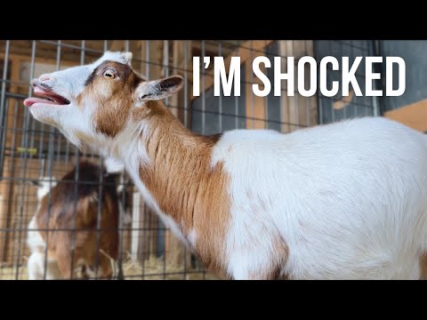 She had the Prettiest Babies! | Mini Goat Labor and Delivery